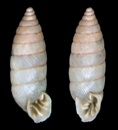 Granaria illyrica (Rossmssler, 1837)